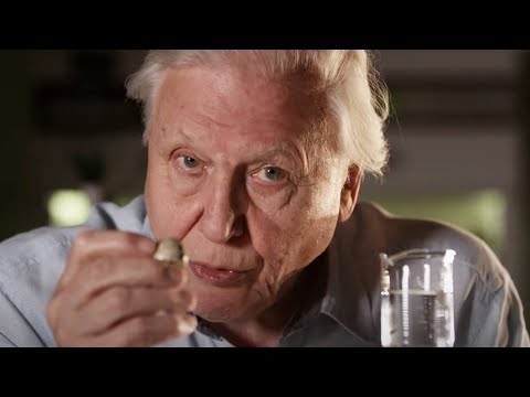 How are birds eggs Fertilised?