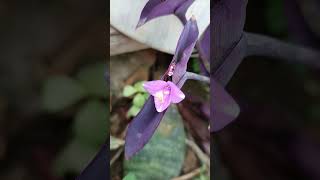 Beautiful purple Heart # viral short