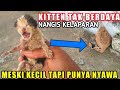 Bayi Kucing Sekarat Dalam Kardus, Nangis Kelaparan Minta Tolong!!!