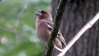 Buchfink - Gesang  (Chaffinch song)