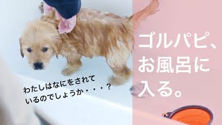 【#6】お風呂を堪能するゴールデンレトリバー子犬