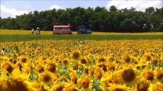 日本一のひまわり畑　北海道北竜町　SUN FLOWER2014/8/10