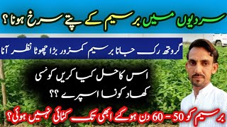 Sardyo mein berseem ki groth ruk jana |Effect of Low temperature on growth ofBeseem |Super agricultr