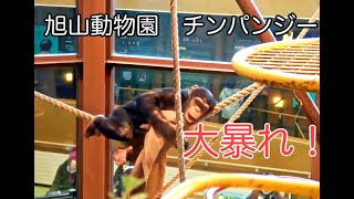 活発チンパンジー旭山動物園【４K】Asahiyama Zoo Chimpanzee　旭山动物园黑猩猩