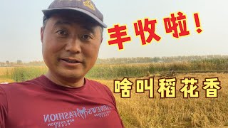 农民王小：满地稻花香！丰收啦！教你鉴别啥是好大米，炖小鸡庆祝