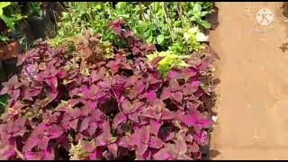 #Street side# Nursery in #Ongole @SkandasGarden