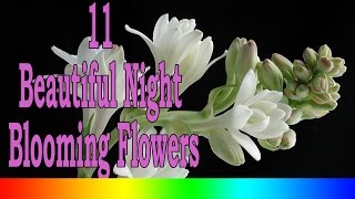 11 Beautiful Night Blooming Flowers