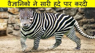 देखिये Latest Hybrid Animals, वैज्ञानिको का चमत्कार