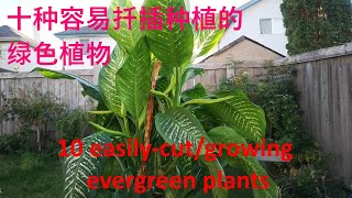 十种容易扦插种植的绿色植物-剪一枝就能插活-10 evergreen plants which can be easily cut/growing