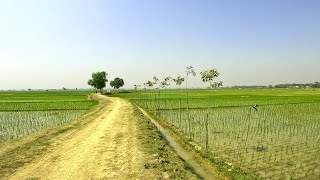 অপরূপ সুন্দর গ্রামীণ মঠোপথের দুধারে গ্রাম বাংলার দৃশ্য। Amazing Village Nature in Bangladesh