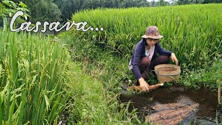 Countryside life|| Take cassava in the rice fields, make traditional menus from cassava