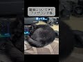 職場についてきたファザコン子猫... 猫 保護猫 野良猫 猫動画 猫のいる暮らし cat rescuedcat