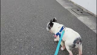 １２歳、今日の様子です❗#フレンチブルドッグ #全盲犬 #シニア犬 #フレブル #パイド#frenchbulldog #お散歩#