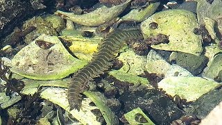 Pile Worm (Nereis vexillosa) ~ Pacific Northwest Tide Pools