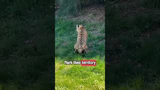 Tiger Urine Smells Like Buttered Popcorn #shorts #zarooratrishta #marriageproposals
