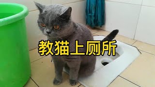 教猫上厕所，一点也不难。这是我家养了13个月大的蓝猫，灵性猫咪