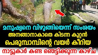 പെരുമ്പാമ്പിന്റെ വയർ പരിശോധിച്ച നാട്ടുകാർ കണ്ട ഞെട്ടിക്കുന്ന കാഴ്ച്ച | malayalam latest videos !