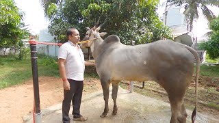 Chikki Farm - Home of Ekalavya bull