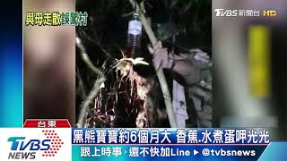 迷途小黑熊被狗追　爬上樹獲村民救援