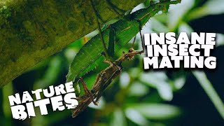 Giant Stick Insects Intriguing Mating Rituals