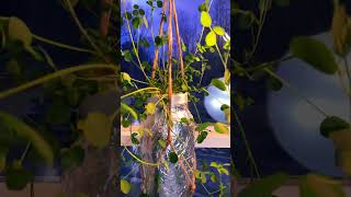 Hydroponic Alfalfa House Plant From Sprouts