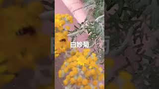 シロタエギク『白妙菊』に蟻と虫がやってきた#shorts