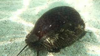 Florida Keys May 2021 - Marocypraea Cervus/Deer Cowry