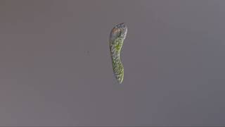 Swimming of Euglena - Creative Differences