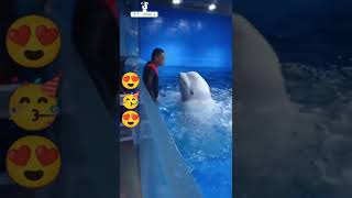Beluga Whale is AMAZED by Tricks! | Funny Aquarium Shorts | Dolphin Video |#shorts