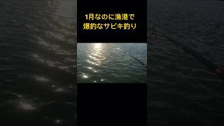 1月なのに漁港で爆釣なサビキ釣り 静岡#サビキ釣り#静岡の漁港#投げサビキ釣り