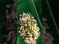 Steamed fish in banana leaves...🐟🥬🍃#fish #steamed #bananaleaf #spicy #teastyrecipe