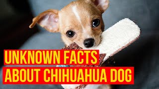 Chihuahua Dog-10 Interesting Facts That Make The Breed So Popular