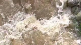 暴れ川貝生川　雨後の濁流