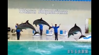 『おたる水族館』イルカショー　パフォーマンスが凄かった！！@おたる水族館