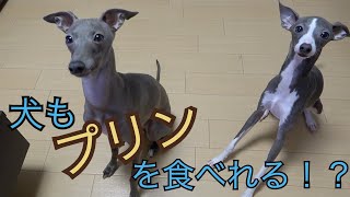 犬もプリンが食べられる！？お局さんからもらったおやつをあげてみたら意外な反応・・？【イタリアングレーハウンド 】