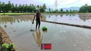 🌾🌿 Farmers Day Mashup Status 🌱 Vivasayi Whatsapp Status 🌽 Farmer Whatsapp Status Tamil 🌴