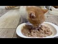 【猫風邪で目が塞がった子猫】 3 ご飯食べるように。子猫部屋へ移動しました。はぴねすママと子猫達と仲良しに