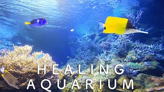 【リラクゼーション】癒しのアクアリウム 1時間 水中音・音楽あり Healing aquarium 1hour　作業・勉強・リラックス・睡眠導入　sleep, meditation, etc.