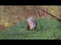 Pangolin Sighting | Yala National Park | Sri Lanka | www.leopardtrails.com