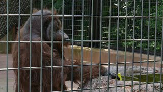 霊長類の園　千葉市動物公園　ボルネオオランウータン　４K(Gorilla,Orautatan,Chimpanzee,Animal,Zoo)