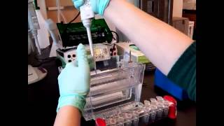 Loading a Gel to Prepare for a Western Blot