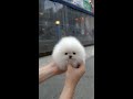 cute white miniteacup pomeranian puppy video.😘💖