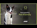 JHSF | São Paulo Catarina Aeroporto Executivo Internacional | Pet-friendly