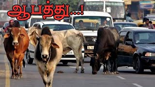 ரோட்டில் சுற்றி திரியும் மாடுகளால் தொடரும் விபத்துக்கள்...