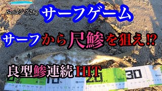 【新潟県サーフ】【サーフゲーム】朝マズメ釣行！？鰺、絶好調　尺鰺キターァ！？