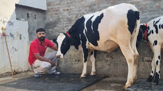 ਮੁੱਲ 14,000😱😱😱 ਗੱਬਣ ਵੱਛੀਆ ਵਿਕਾਉ 👌👌 3 ਵਹਿੜਾ ਵਿਕਾਉ।  Bawa dairy farm