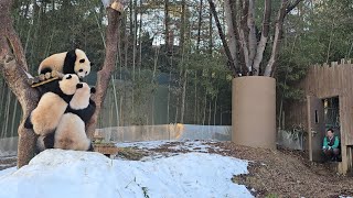 2025.02.01 에버랜드 아루후의 오후 야외 산책♡