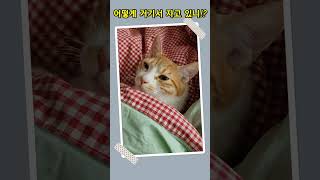 어떻게 거기서 자고 있니!? #고양이 #shorts #cat