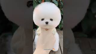 cute puppy lovers,♥️♥️♥️#trending #youtubeshorts #shorts #shortvideo #viral #puppy