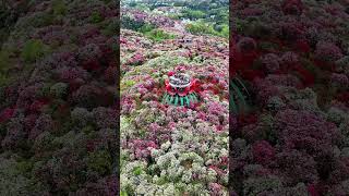 📍Baili Rhododendron, Guizhou, China